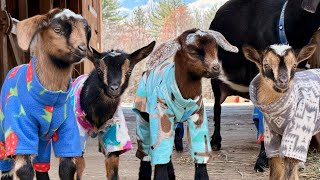 You’re invited to a goat pajama party! 