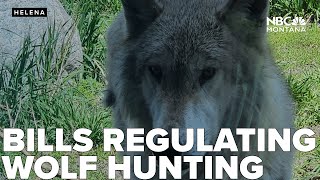 Opponents express frustration over 2 wolf hunting bills