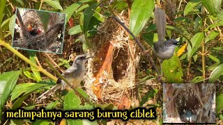 mencari sarang burung ciblek! masih melimpah di sini