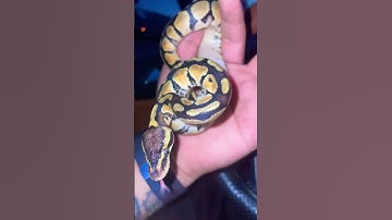 جراحی پرولپس مار 😭🐍❤️ #reptile #ballpython #مار #پایتون #pet #burmesepythons #python #animal