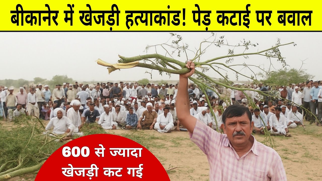 600 से ज्यादा खेजड़ी कट गई, बीकानेर में हाहाकार