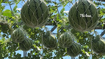 Cách Trồng Dưa Hấu Đơn Giản ,Hiệu Quả