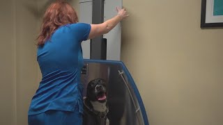 Vets warn of mystery dog illness