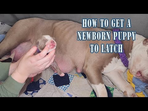 How to get a newborn puppy to latch