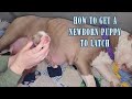 How to get a newborn puppy to latch