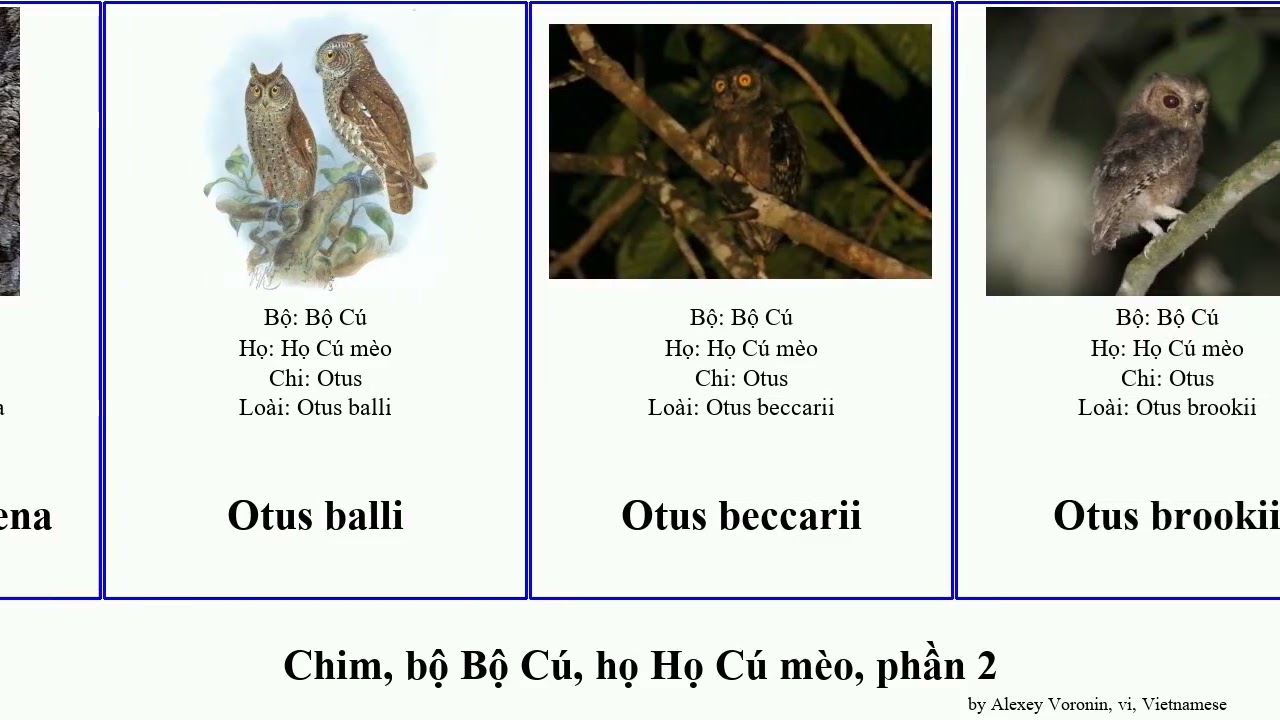 Chim, bộ Bộ Cú, họ Họ Cú mèo, phần 2 otus ninox strix megascops bird japonica umbra varia brucei