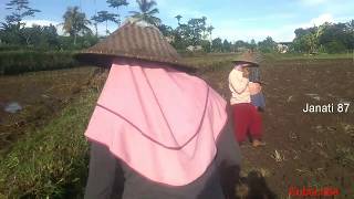 Gadis lombok kerja di sawah