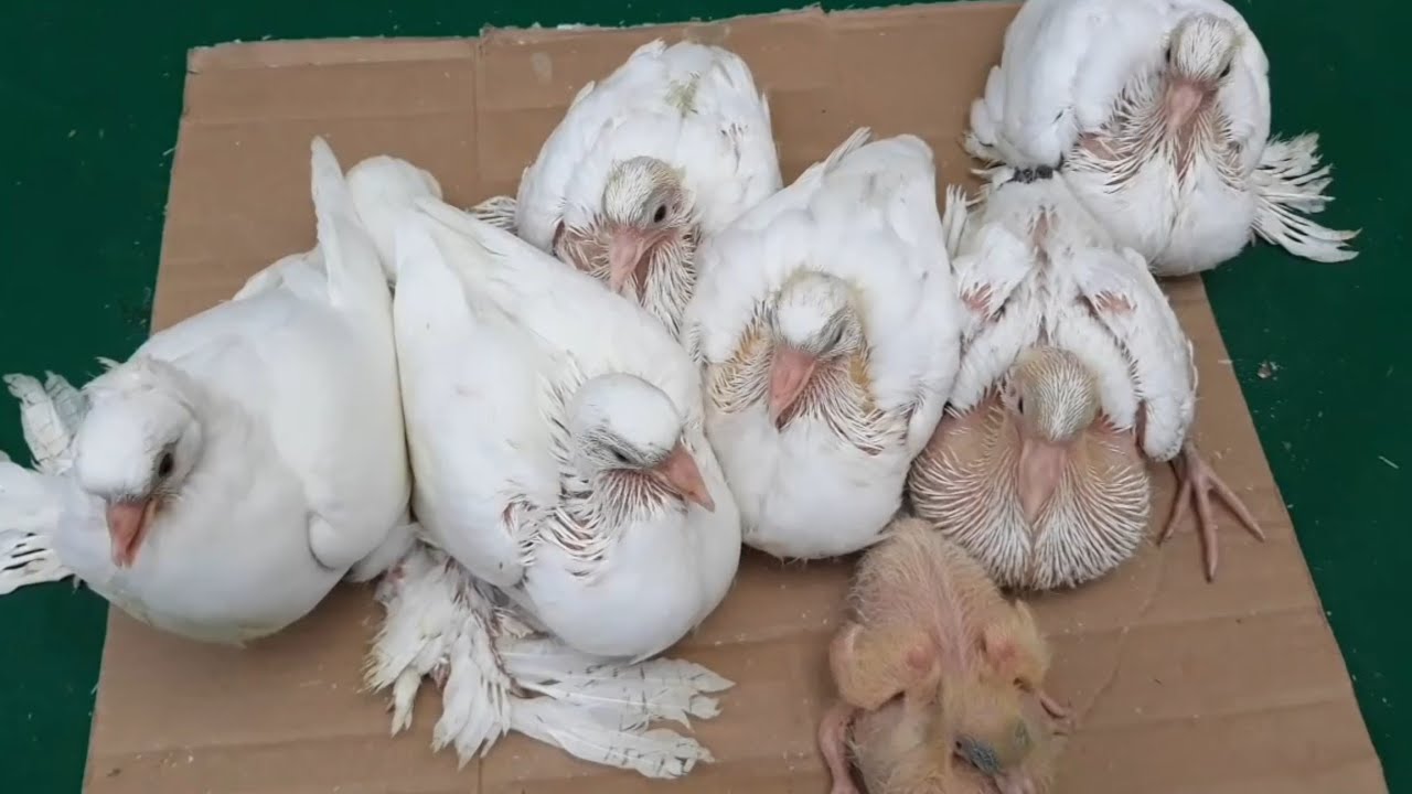 سر نمو الزغاليل وتسمين زغاليل الحمام وزياده الحجم ومفيش زغاليل هتموت منك ؟ | دكتور حمام