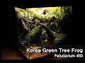 '숲 속의 음지' 청개구리 팔루다리움 | A Shady Spot In The Forest | Korea Green Tree Frog Paludairum | 450 Cube