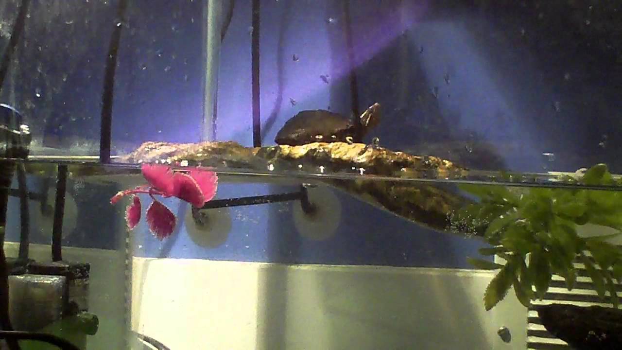 basking ridge san jose Musk Turtle basking!