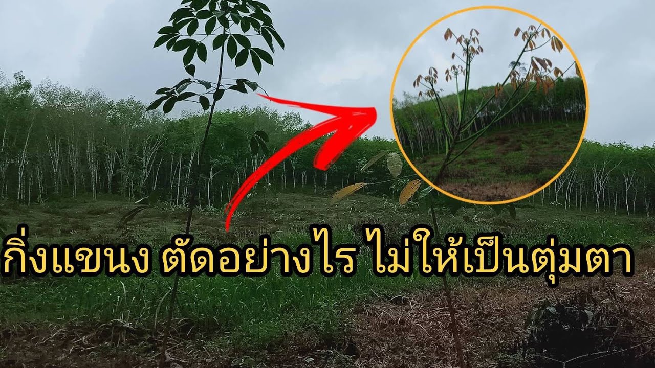 กิ่งแขนง ยางพาราควรตัดแต่งอย่างไร ไม่ให้เป็นตุ่มตา ในตอนเปิดกรีดยาง