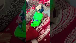 #pug puppy’s #funny puppy’s shorts# pug care#pug life # pet pug puppy’s #dog care#chicken