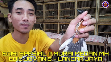 STOK MURAI MEDAN MH  AMBYARR !!! READY JUGA JENIS2 JALAK, KIOS LANCAR JAYA - EDIE JOVANIS..EPS 1
