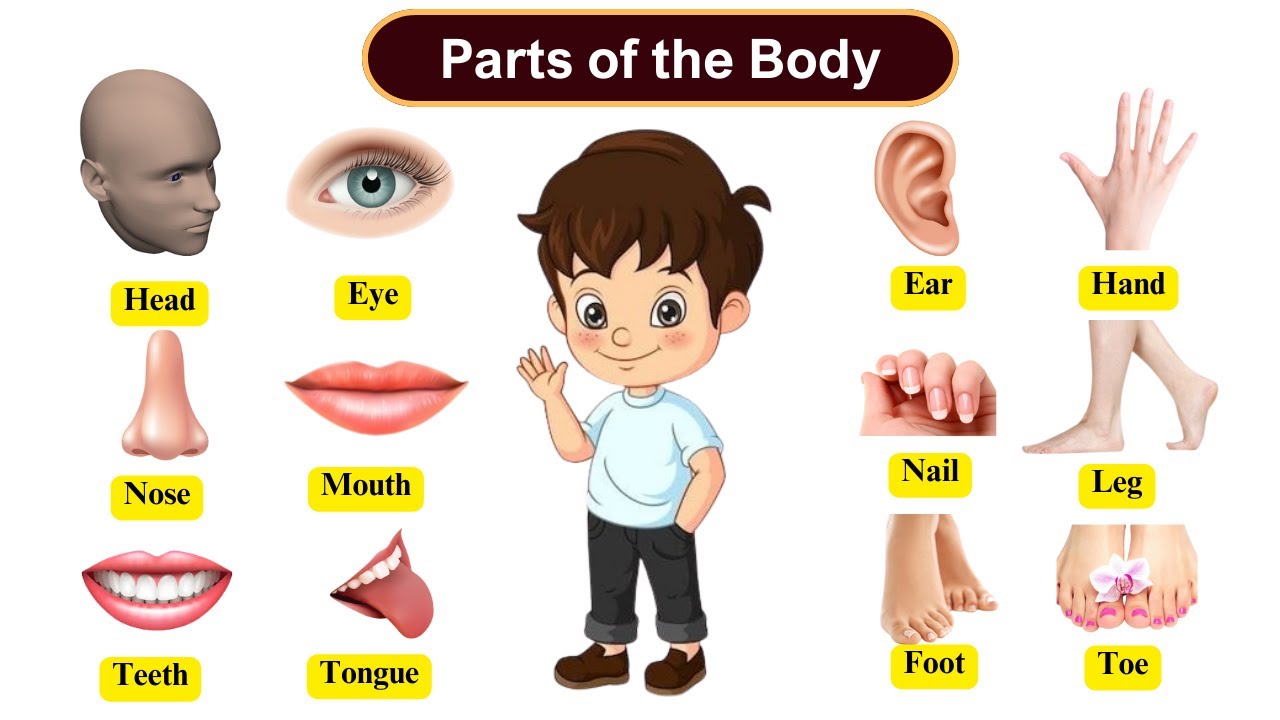 Parts Of Body Name Parts Of The Human Body Body Parts Vocabulary parts-of-body-name-parts-of-the-human-body-body-parts-vocabulary