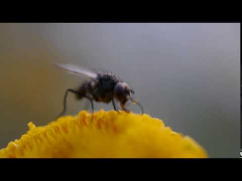 Experiment with Panasonic 30mm macro