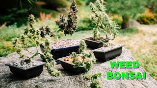 Weed Bonsai Guide Videostep-By-Step
