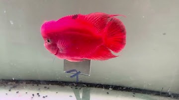 Cá la hán khỉ đỏ size 5 ngón đã hoàn thành lột 95% - Super Red Monkey FlowerHorn Fishes