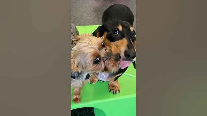Is your #dog ready to meet their new #BFFF (Best Furry Friend Forever) at #DoggyDaycare? #shorts