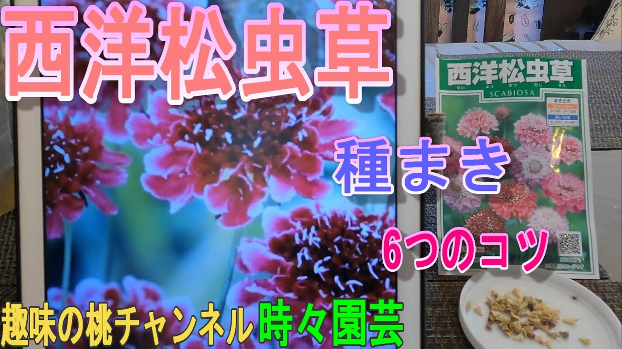 Pine cricket] 6 tips for sowing seeds 23/11/23 - YouTube