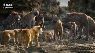 Tiktok. Lion Roaring