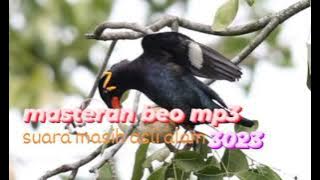 masteran burung beo MP3, cocok untuk pancingan beo bahan