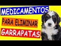 MEDICAMENTOS para ELIMINAR GARRAPATAS de mi PERRO y de mi CASA