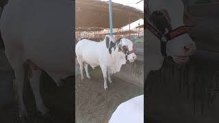 malir mandi karachi cattle rates update | cow mandi 2024| shortvideo cowvideosco