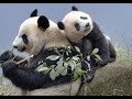 【シャンシャン可愛い動画まとめ】ママ見て見て〜💓私の方が背高いよ〜💕Look mummy, I m taller than you!【パンダ赤ちゃん動画】