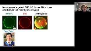 Build-a-Cell seminar Jeanne C. Stachowiak: Flexible protein networks shape and organize membranes