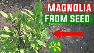 Update on my magnolia tree which I grow from seed + Garden update
