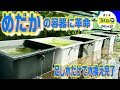 【めだか】足し水だけで水換えが完了するメダカ容器！（テトラのじょうろでキレイメダカ鉢の新しい使い方！水換え革命！稚魚の育成にも！）