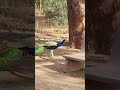 peacock मोर indroda park