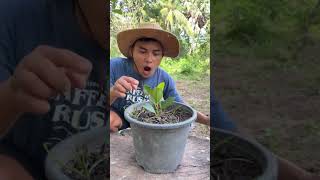 New Fastest Way to Propagate Jackfruit Trees with Ripe Bananas | Grow Jackfruit Faster