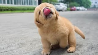 Funniest &amp; Cutest Golden Retriever Puppies #2 - Funny Puppy Videos 2022