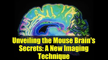 Unveiling the Mouse Brain