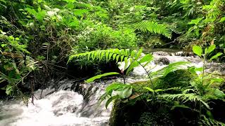 Flowing Water Sounds for Sleep in a Quiet Jungle – Instant Calm – Clear Your Mind