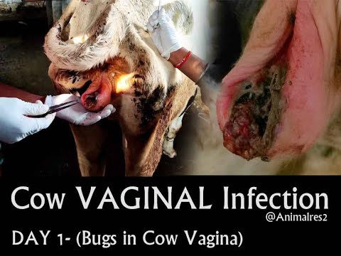 Cow Vaginal Infection ||AnimalRes2||