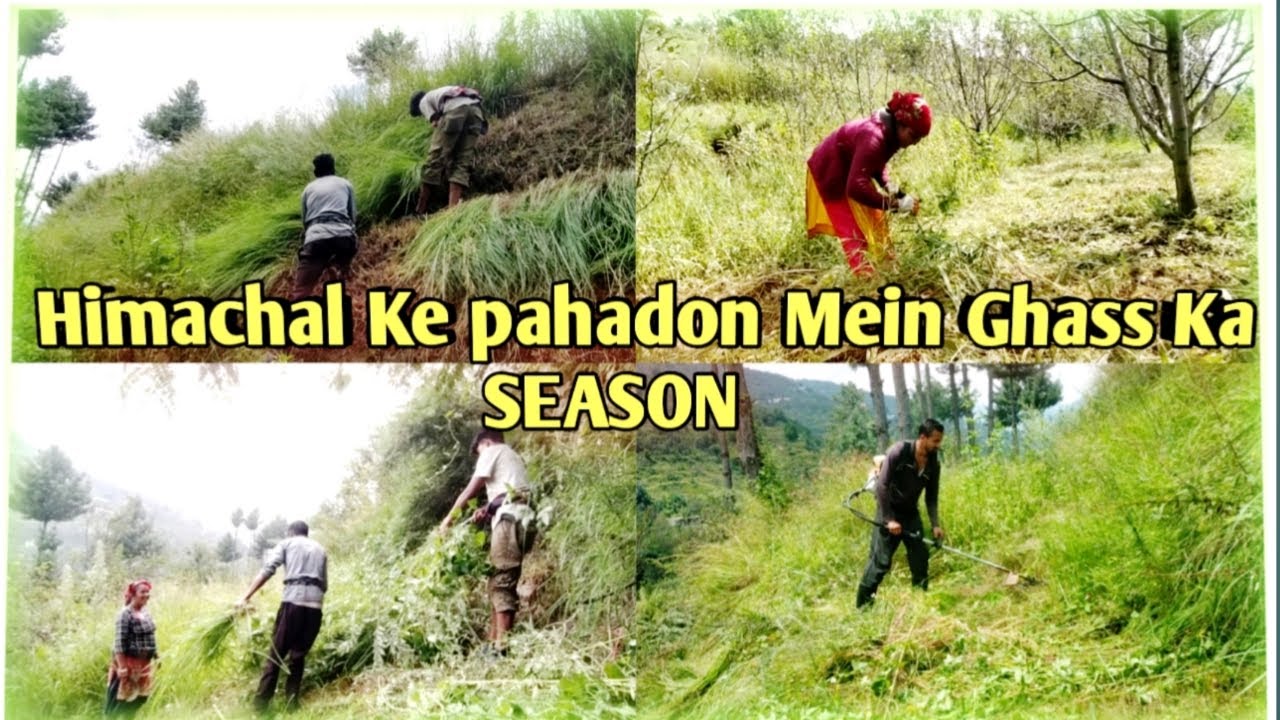 देखिए कैसे काटा जाता है हिमाचल के पहाड़ों में घास|Himachal Pradesh|Manta Vlogs Warrior 