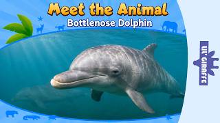 Detailed Meet the Animals | Bottlenose Dolphin| Wild Animals | Lil' Giraffe | Animated Stories for Kids Profile