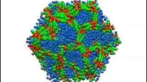 self assembly of a bolaamphiphile