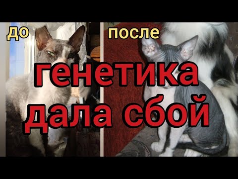 Сфинкс оброс шерстью. Генетика дала сбой
