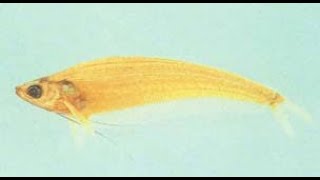 Ikan Selais  (Kryptopterus lais)