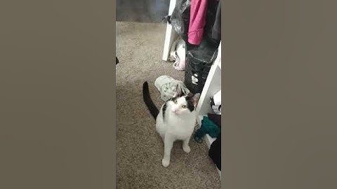 Cat Loves to Play Fetch With Her Owner - 1540779