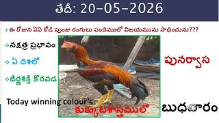 20 May 2026 today winning colours/Today winning colours /vision of kukkuta sastram in colours