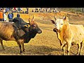 Lieh dungkha  syang  iadaw masi today bullfighting 