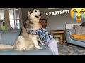 Husky Protects Baby From Dad!! [CUTEST VIDEO EVER!!!]