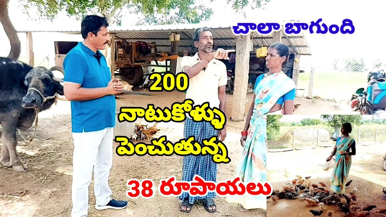 మాసొంతపొలంలో షెడ్ నిర్మించి 200 నాటుకోళ్ళు పెంచుతున్నం చాలా బాగుంది|Natukodi farming|Natukodi chicks