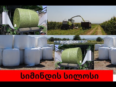 როგორ მზადდება სიმინდის სილოსი