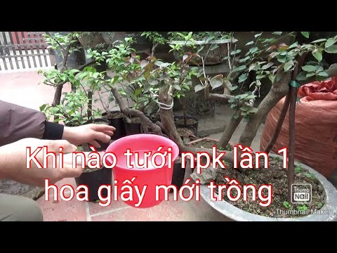 Cây hoa giấy