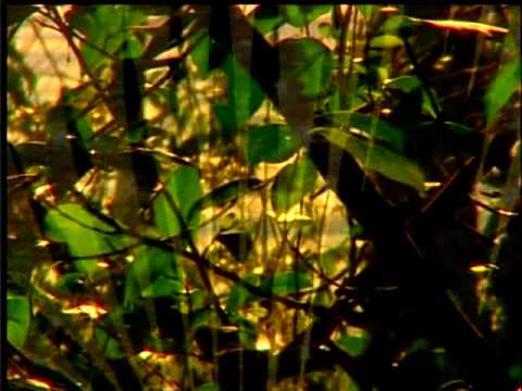 Costa Rica Chillout. Golfo Dulce Forest Reserve
